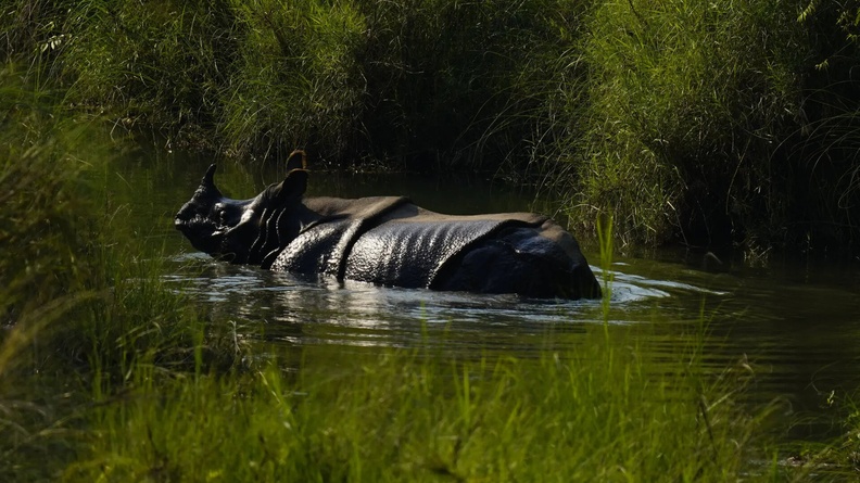Indian rhinoceros (Rhinoceros unicornis), AKA Greater One-horned Rhino, Karnali River, Bardiya National Park, Bardiya, Nepal